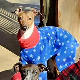 Boy 3 Rudy - Red male Italian Greyhound puppy in Portland, Oregon from Khani's Basenjis and Italian Greyhounds