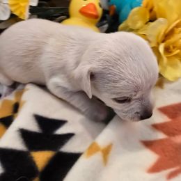 Ottis - Cream male Chihuahua puppy in Fallon, Nevada from Blue Chihuahuas of Nevada