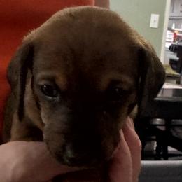 Dachshund Puppies from Lolley Dachshunds