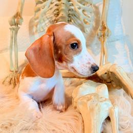 Hunter - Dapple male Dachshund puppy in Washburn, Tennessee from Clinch Mountain Dachshunds