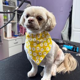 Anya - Shih Tzu