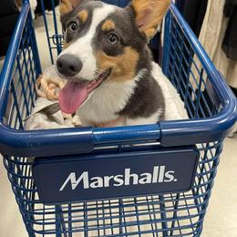 Pembroke Welsh Corgi Puppies from Chase Em All Corgis