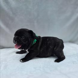 Green boy - Brindle male French Bulldog puppy in Polk City, Florida from Best Friend Frenchies, LLC