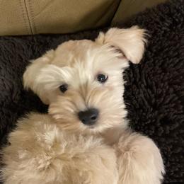 Spencer - Wheaten male Miniature Schnauzer puppy in Interlachen, Florida from Pam's Schnauzers