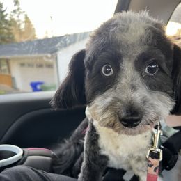 Coco - Aussiedoodle