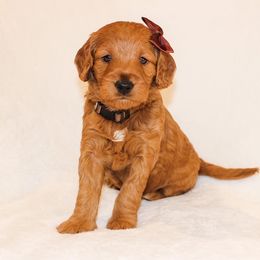 Goldendoodle Puppies from Celebrity Doodles DFW