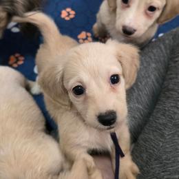 Carlee 3500 - Cream female Dachshund puppy in Gatesville, Texas from CJ's Dach Dynasty