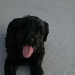 Sheepadoodle Puppies from Riley Grace Puppies