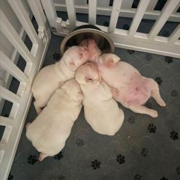 French Bulldog Puppies from Blueridge Frenchies