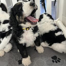 Bernedoodle Puppies from SoCal Bernedoodles