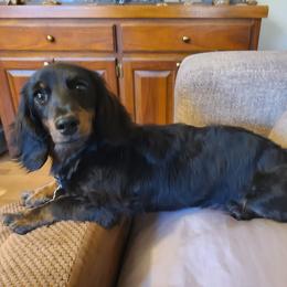 Onyx, price reduced, 2400. - Black female Dachshund puppy in Waynesboro, Tennessee from Owl Hollow Farm Miniature Dachshunds
