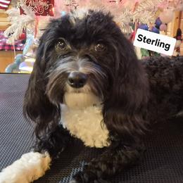 Havanese Puppies from Darrtfarms