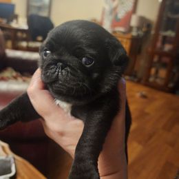 Coral collar girl - Black female Pug puppy in Tacoma, Washington from Precious Princess Pugs