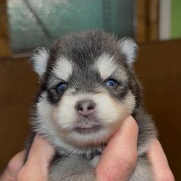 Beck - Black and white male Pomsky puppy in Spring Hill, Florida from PDQ Pomskies