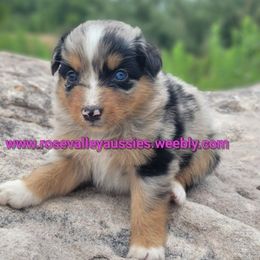 BlueMerle2 - Blue merle female Australian Shepherd puppy in Trout Run, Pennsylvania from Rose Valley Aussies