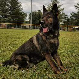 German Shepherds from Wernerhaus LLC