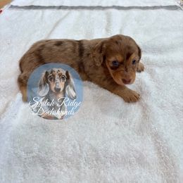 Willow - Dapple female Dachshund puppy in Adamsville, Tennessee from Shiloh Ridge Dachshunds
