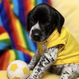 Yellow collar Reserved - Black roan male German Shorthaired Pointer puppy in Hardeman County, Tennessee from Howell Farm GSP