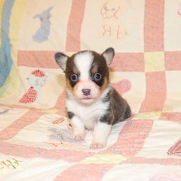 Stephanie - Blue female Pembroke Welsh Corgi puppy in Morton, Mississippi from Crown AB Farms Pembroke Welsh Corgis