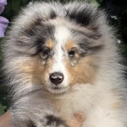 Shetland Sheepdog puppies from Balyntine’s Shetland Sheepdogs