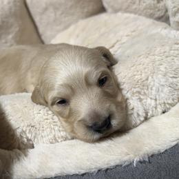 2nd Born ee Cream - Cream male Dachshund puppy in Rochester, Washington from Curtiss Dachshunds