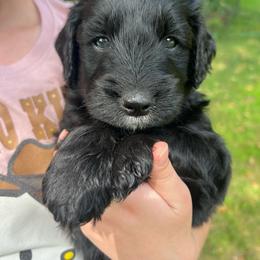 Dutch Blitz - Black male Goldendoodle puppy in Lancaster, Pennsylvania from Doodles in the Skye