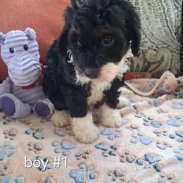 Memphis mini 25-30 - Tri-color male Bernedoodle puppy in Clermont, Florida from Sammy's Puppies