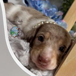 Picholine (Dapple Pie) - Dapple female Dachshund puppy in Fayetteville, West Virginia from Loop Creek Dachshunds