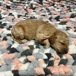 Pink - Apricot Goldendoodle puppy in Canton, Georgia from Doodle Family