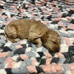 Pink - Apricot Goldendoodle puppy in Canton, Georgia from Doodle Family