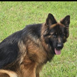 Hewey - German Shepherd