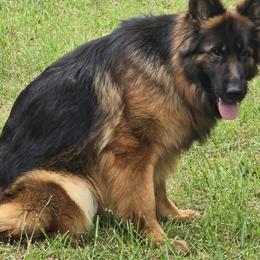 Hewey - German Shepherd