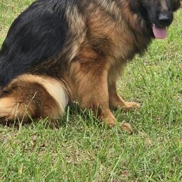 Hewey - German Shepherd