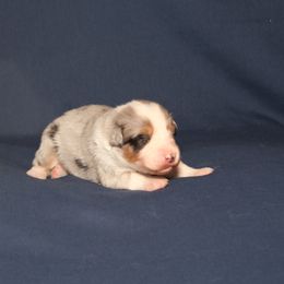 Australian Shepherd Puppies from Lori's Australian Shepherds
