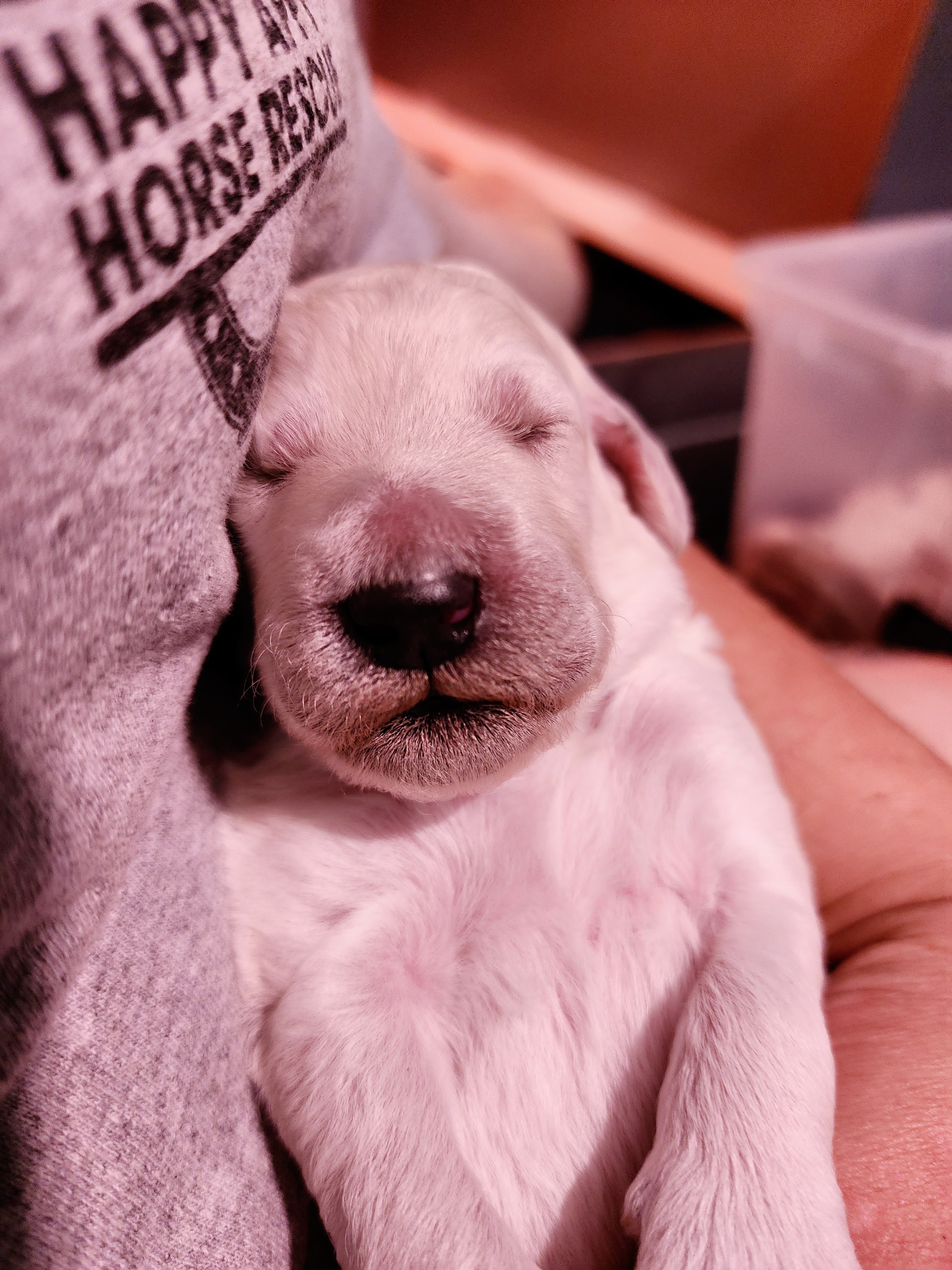 Blue collar - White Poodle puppy in Wauconda, Illinois from WyldCard Poodles