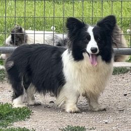 Snooki - American Corgi