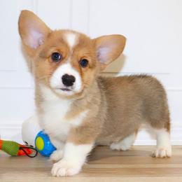 Pembroke Welsh Corgi puppies from Arkansas Corgis