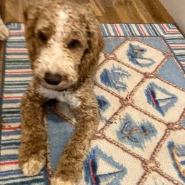 Gus - Apricot male Australian Labradoodle puppy in Barnstable, Massachusetts from South Shore Labradoodles