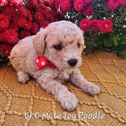 Poodle Puppies from Wendy's Poodles
