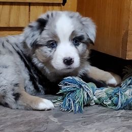 Jora - Blue merle female Miniature Australian Shepherd puppy in Findlay, Ohio from RStar Aussies