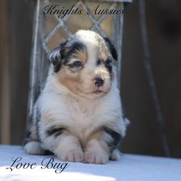 Australian Shepherd Puppies from Knight's Aussies
