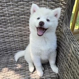 Bluebell - White female Pomsky puppy in Winchendon, Massachusetts from Mountain View Pomskies