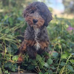 Virginia - Blue merle female Bernedoodle puppy in Boise, Idaho from Nesting Dolls