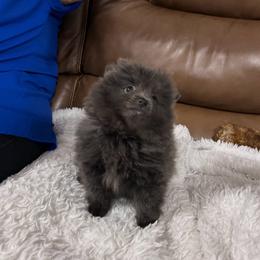 Janet (Three's Company) - Blue parti female Pomeranian puppy in Plano, Texas from Madison Park Poms