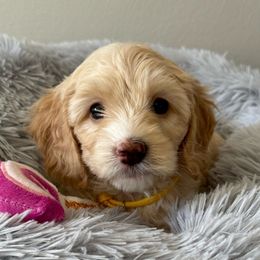 Girl 2 - Cream Australian Cobberdog puppy in Grand Rapids, Michigan from Joreese Australian Cobberdogs