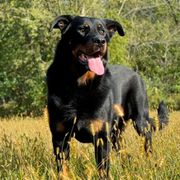 Perun - Beauceron