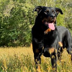 Perun - Beauceron
