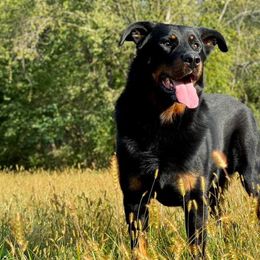 Perun - Beauceron