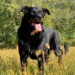 Perun - Beauceron