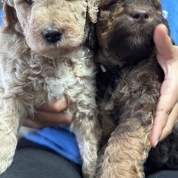 Goldendoodle Puppies from K&R Doodles